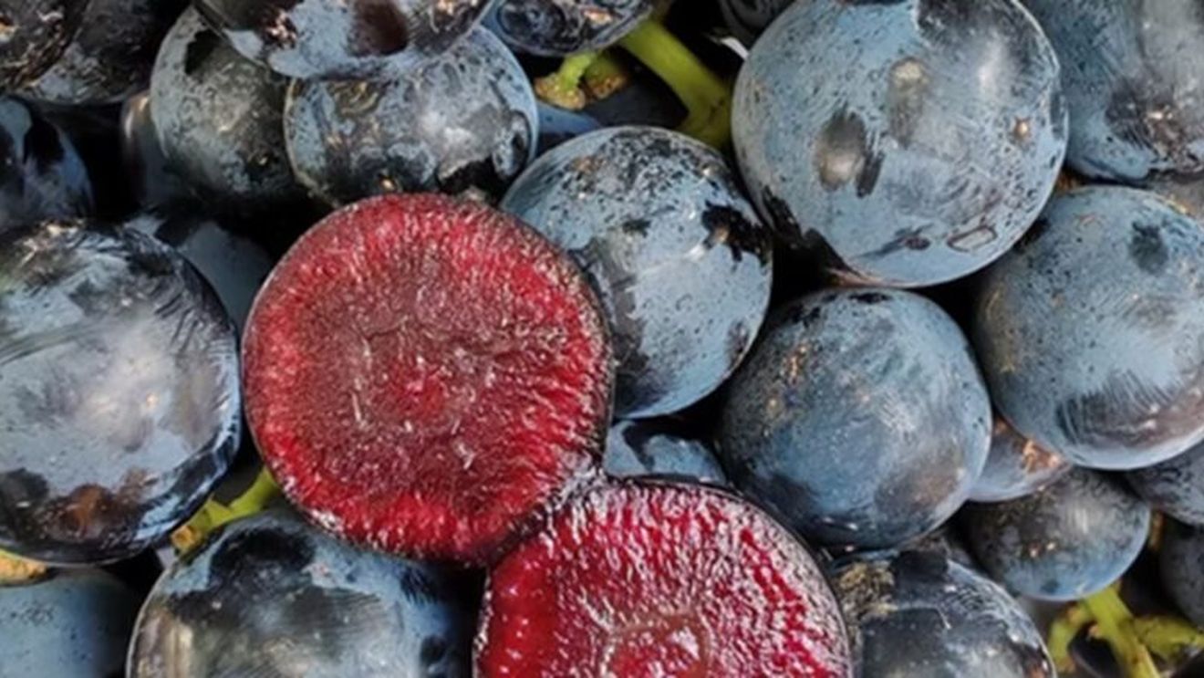 Un nou soi de struguri - „superfruit” - cu pulpă roșie, lansați în premieră în Marea Britanie / Sunt fără sâmburi, au gust de fructe de pădure și sunt bogați în polifenoli puternici