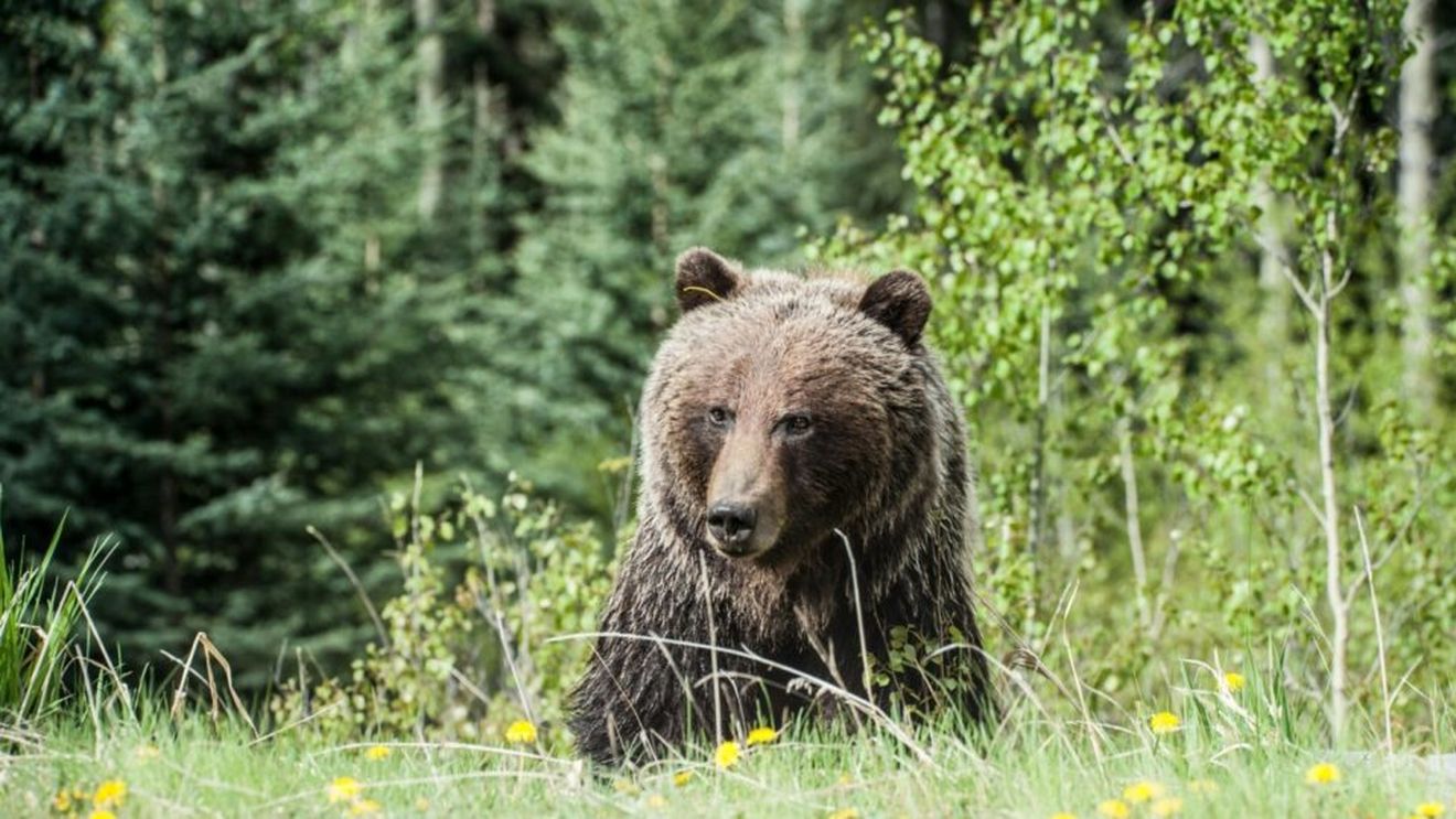 Peste 150 de cazuri de daune produse de urşi şi lupi, anul trecut, în judeţul Braşov/ Pagubele create fermierilor sunt de aproape 885.000 de lei