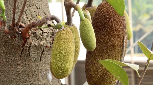 Un fel de carne vegetală naturală. Pulpa de jackfruit asiatic necoaptă seamănă la textură cu carnea și este folosită în preparatele vegane. Un fruct poate ajunge până la 40 de kg și ajunge conservat în Europa sub mai multe forme