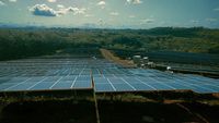 Ce se întâmplă când cultivi roșii sub panouri solare / Rezultatul i-a surprins pe cercetători: mai puțină apă, producție aproape la fel, energie în plus