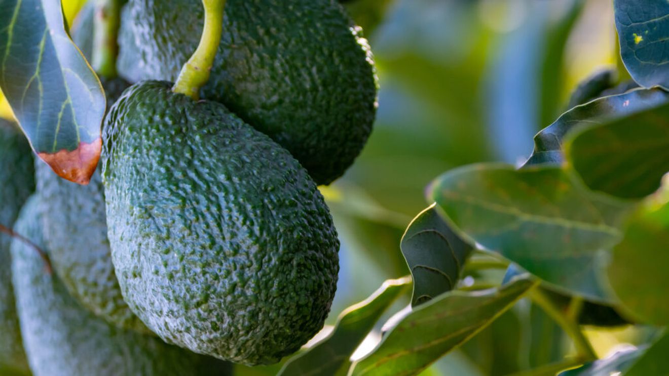 Exporturile de avocado mexican către SUA, suspendate din nou / Cartelurile și amenințările de securitate blochează livrările