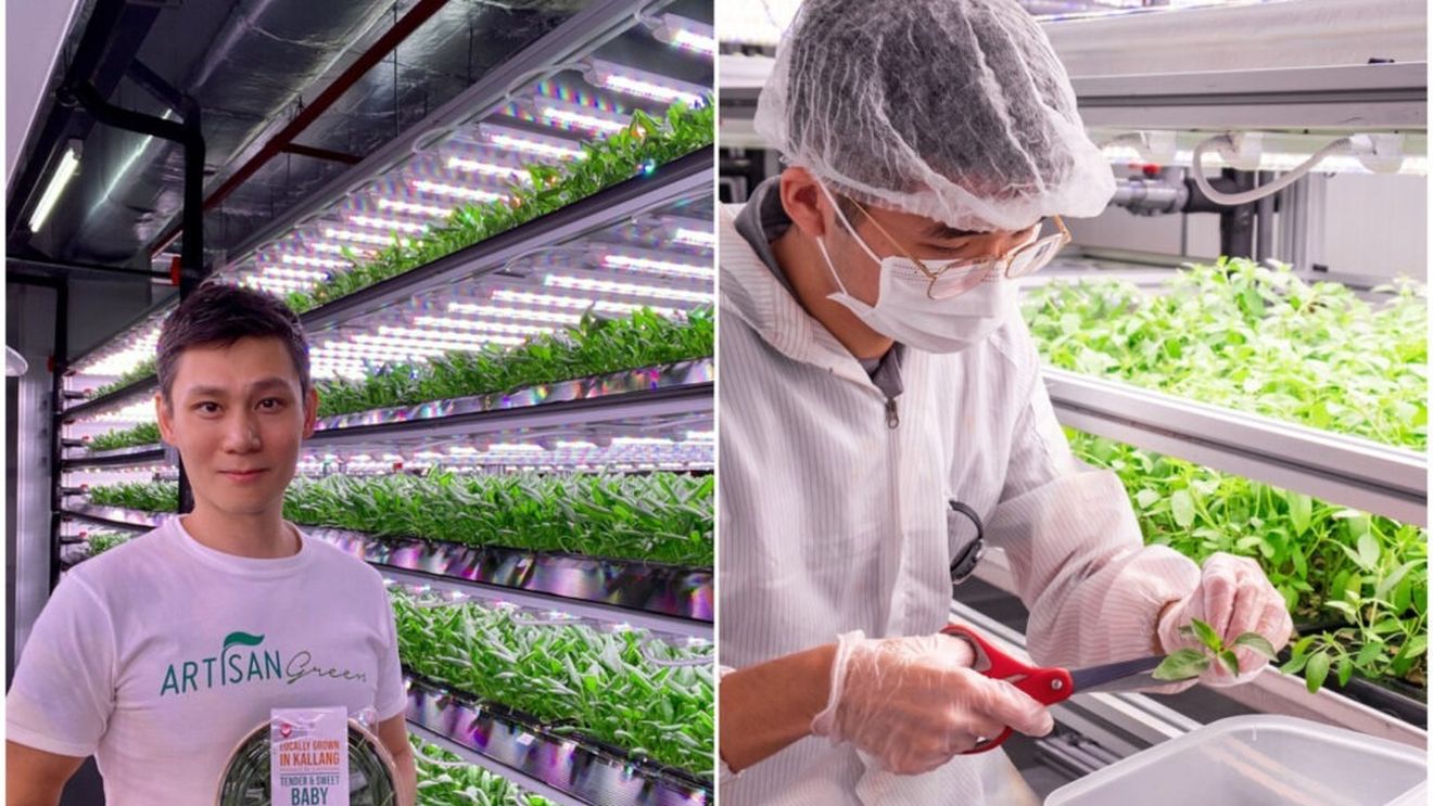 Fermele viitorului: Cum reușește Singapore să producă alimente fără teren agricol / Statul nipon vrea să producă pe plan local 30% din necesarul național de alimente până în 2030