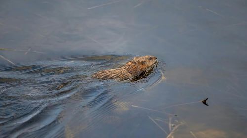 Concentrația de sare de pe Târnava Mică amenință, pe lângă pești, și populația de castori/ Inspectorii de mediu au constatat existenţa unui număr mare de peşti morţi