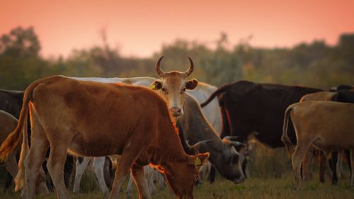 CE aprobă ajutoare de 52 de milioane de euro pentru crescătorii de bovine din România. Sprijinul este destinat fermierilor afectați de scumpirea combustibililor și îngrășămintelor