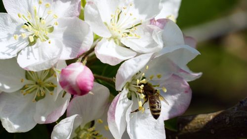 Dispariția insectelor amenință securitatea alimentară globală: cercetătorii avertizează asupra riscului de deficit de vitamine și foamete