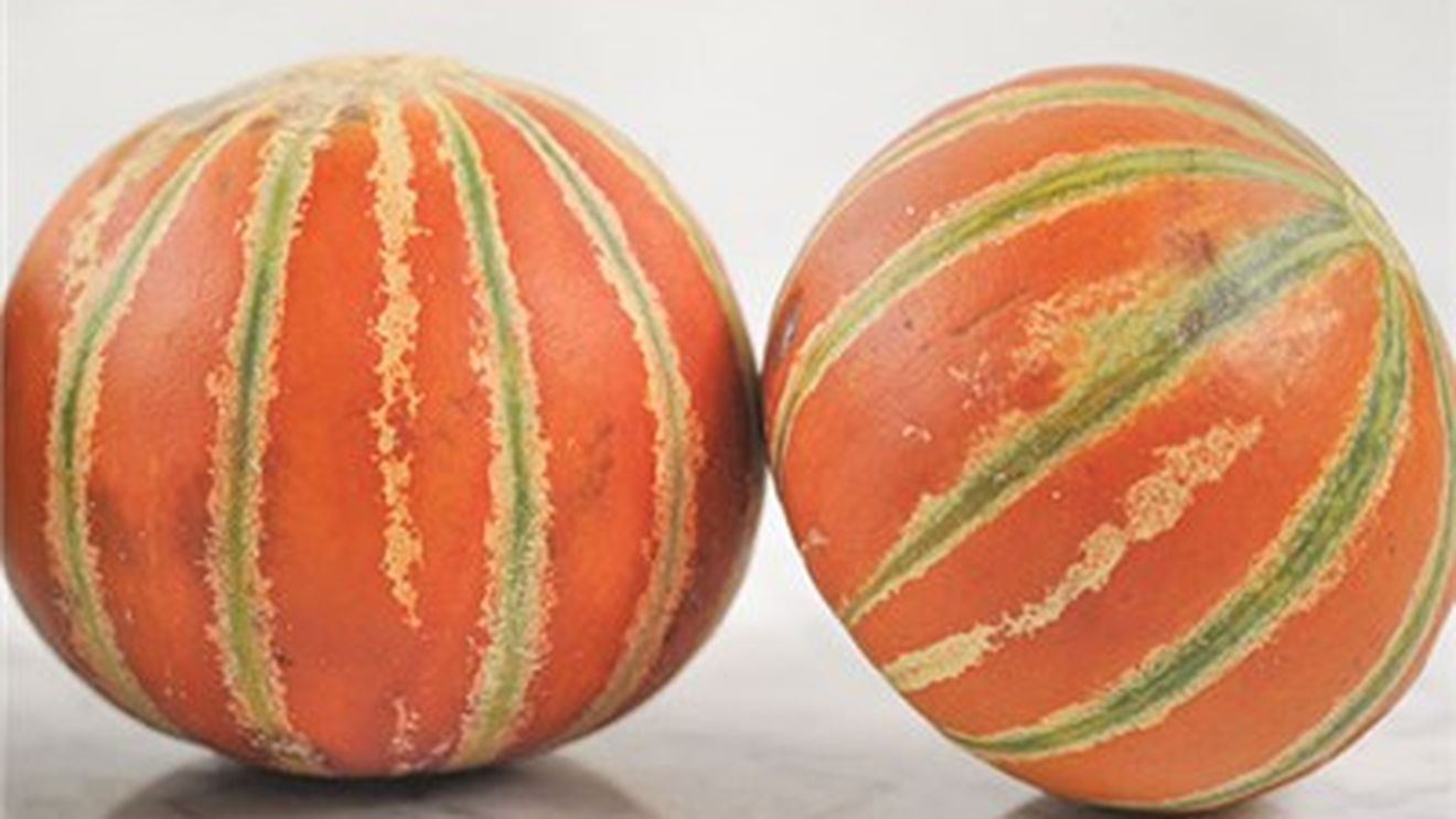 Kajari, pepenele „pentru o singură masă”, cu gust similar mierii sau îngheţatei - aclimatizat la Buzău