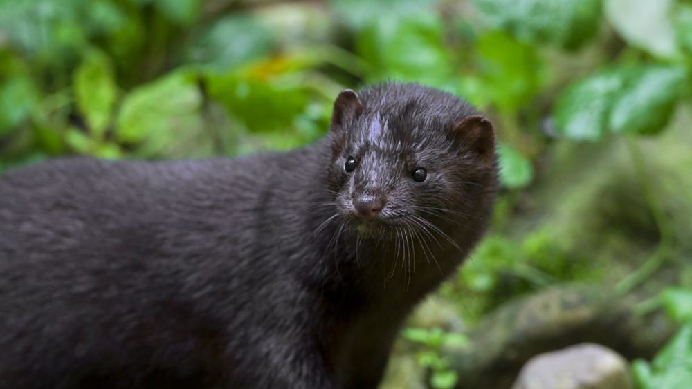 Ministrul Agriculturii din Danemarca a demisionat astăzi, după ce a guvernul a recunoscut că ordinul în baza căruia au fost masacrate 17 milioane de nurci, din cauza Covid-19,  a fost ilegal