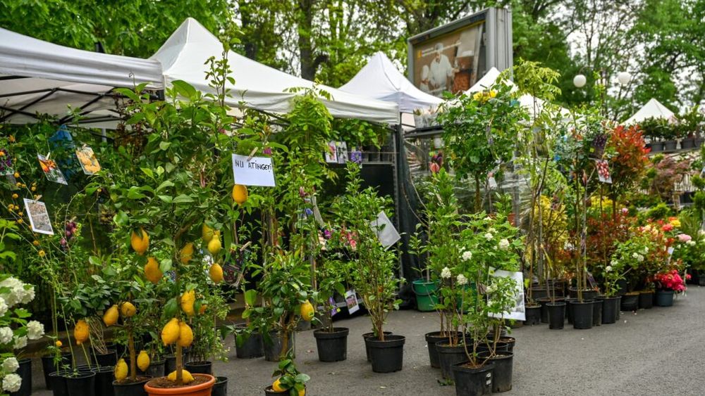Peste 120 de producători vin la Zilele Horticulturii Bucureștene. Flori, plante, ateliere și demonstrații pentru vizitatori, la Agronomie