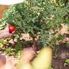 Canicula face victime pe câmpurile din Italia / Un muncitor român de 19 ani a murit în timp ce culegea roșii / Alți patru lucrători italieni agricoli au murit din cauza căldurii