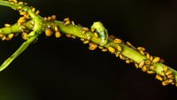 Temperaturile extreme cresc presiunea dăunătorilor în serele din România / O cooperativă din Olt își extinde producția cu 10% anual