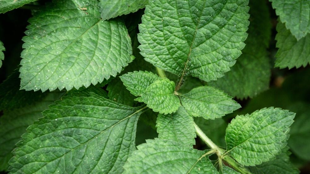 La ce e bun ceaiul de urzică / Promisiuni din medicina tradițională și ce spun, de fapt, studiile