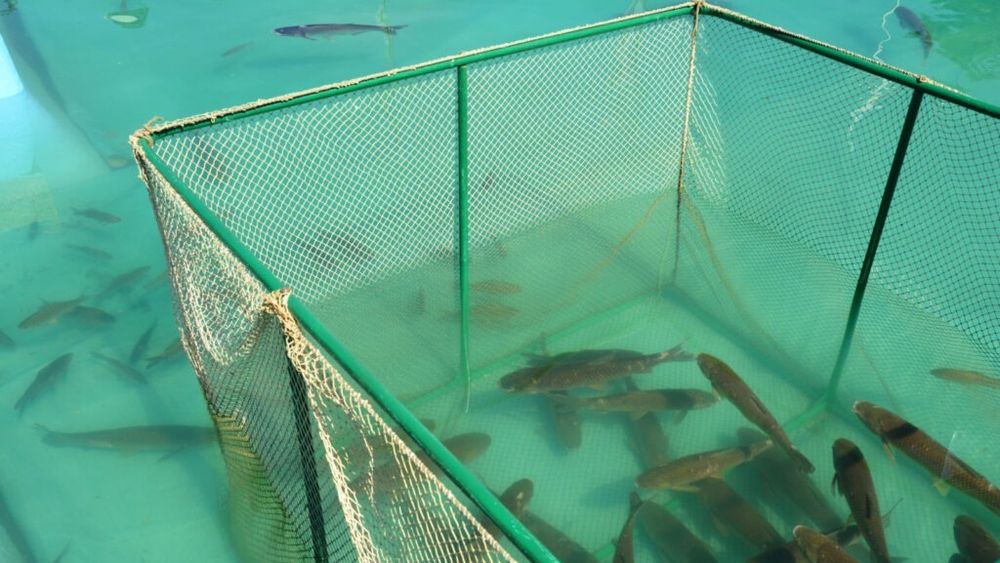 ONU spune că în 2022 au fost recoltate mai multe animale acvatice decât pescuite pentru prima dată în istorie