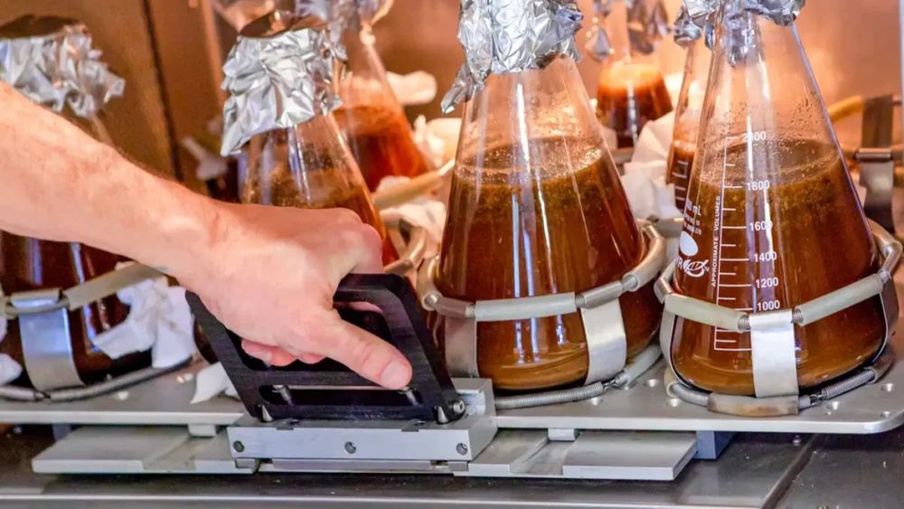 Iubim cu toții ciocolata dar producția de cacao e în criză. 14 startup-uri studiază sau chiar produc deja alternative fără cacao sau din celule cultivate în laborator