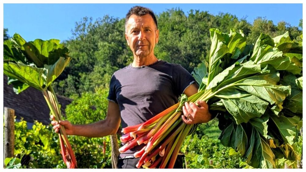 FOTO | Cum a ajuns un sociolog să cultive rubarbă într-un sat din Transilvania / Mircea Muntean: „Nu recomand nimănui să înceapă doar pentru bani”. „Am făcut și vin, și bere, și chipsuri din rubarbă” / De ce nu poate fi cultivată oriunde
