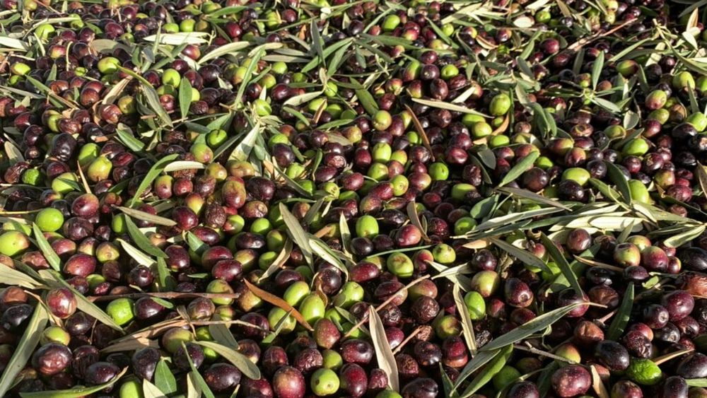 Studiu amplu în Italia: Trei linguri de ulei de măsline pe zi scad cu un sfert riscul de deces din cauze tumorale și cardiovasculare