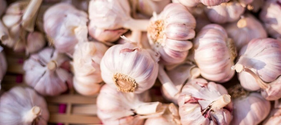 Guvernul relansează sprijinul pentru cultivatorii de usturoi / Buget de 60 de milioane de lei pentru anul 2026, respectiv 3.000 de euro pentru fiecare hectar cultivat