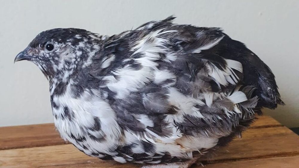 Prepelițe-NanaFarm, o afacere de familie aflată la 40 km de București, face selecție și reproducere de prepelițe / Ferma, profitabilă: „Ar fi aiurea să mă plâng. E multă muncă, dar sunt și satisfacții”