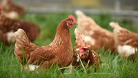 Înghețată pentru găini? Soluția ingenioasă folosită de fermieri pentru a răcori păsările în timpul caniculei