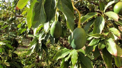 Piața de avocado din lume/Scăderea producției din Peru s-a dovedit favorabilă pentru Africa de Sud