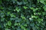 Cum să distrugi iedera, plantă care îți distruge zidurile casei/ Pregătește un erbicid natural din trei ingrediente pe care le ai în bucătărie