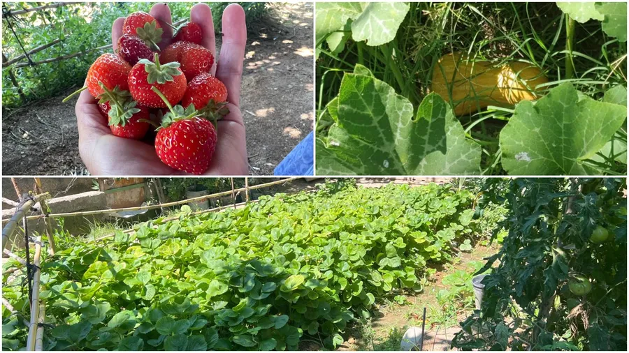 gradina lui Flory din Zaragoza