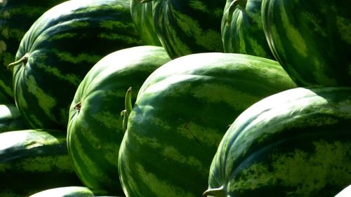 Pepeni și roșii cu origine ”Sahara Occidentală”, după ce Curtea Europeană de Justiție a invalidat acordurile comerciale dintre Uniunea Europeană și Maroc, în regiunea respectivă, unde trăiește o populație cu drept la autodeterminare