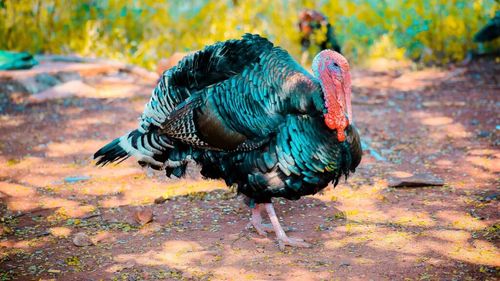 Pulpe de curcan din Ungaria, contaminate cu Salmonella Typhimurium