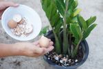 5 resturi din bucătărie pe care mulți le aruncă, dar care pot ajuta plantele / De ce grădinarii folosesc cojile de ouă și zațul de cafea