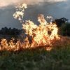 Agenția de Plăți și Intervenție pentru Agricultură (APIA) atrage atenția fermierilor cu privire la  interzicerea arderii miriștilor și a vegetației pajiștilor permanente