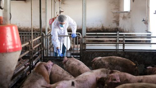 Situația producătorilor de carne de porc este critică, iar fermele românești vor începe să se închidă în curând, avertizează cea mai mare asociație a producătorilor din România