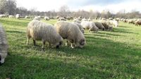 România pregătește reluarea exporturilor de oi și capre / Planul va fi prezentat Comisiei Europene