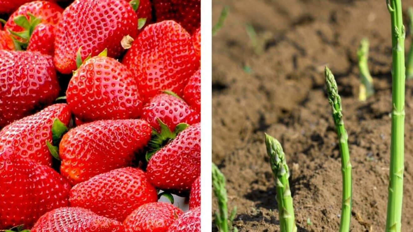 Fermierii germani renunță la sparanghel și căpșuni, pe fondul cheltuielilor tot mai mari cu salariile. Cei mai mulți lucrători sezonieri sunt români și polonezi