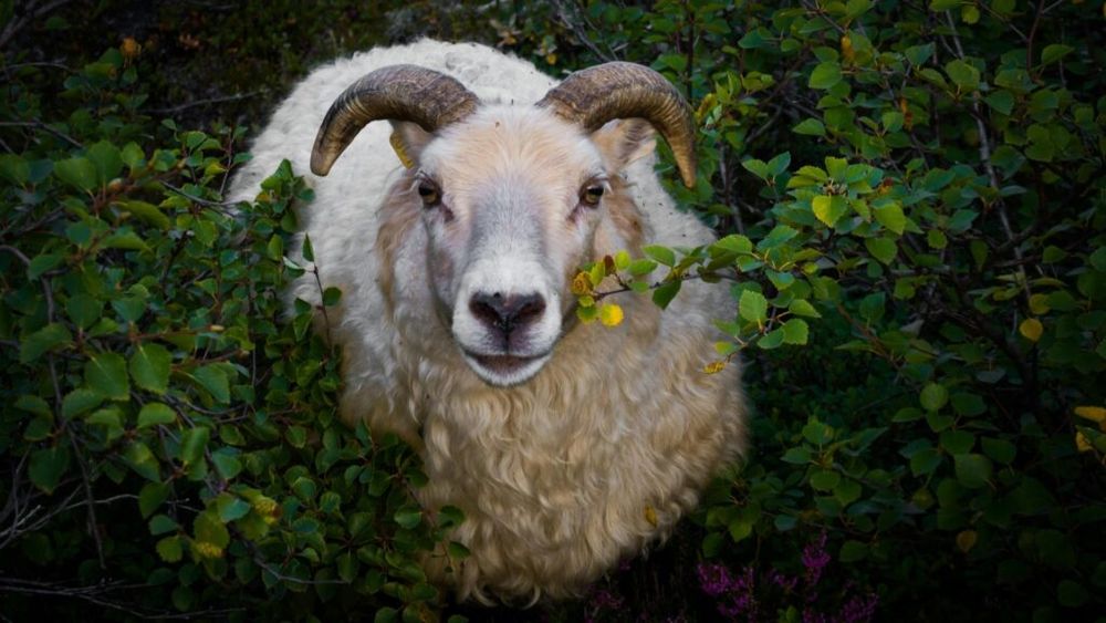 Carnea de porc europeană, fără tarife vamale / 10.000 de t carne de oaie, pe piața comunitară, netaxate / Alte prevederi ale acordului comercial UE-Noua Zeelandă, în vigoare de la 1 mai