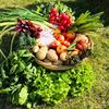 Studiu: Dieta „paleo” reală includea multe fructe și plante. Ce au descoperit cercetătorii în vase vechi de mii de ani / „Alimentele vegetale erau importante pentru toate aceste populații de vânători, pescari și culegători”