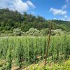 Ultima cultură de hamei din Sibiu / Fermierul din Dumbrăveni care refuză să lase să dispară o cultură cândva întinsă pe 1.000 de hectare