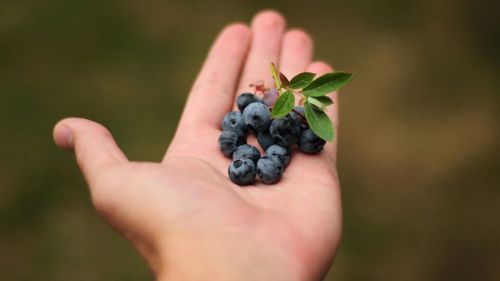 Afinele din România, un sector în expansiune în ultimii ani, concurează puternic oferta cultivatorilor din Germania și Olanda, la ei acasă / Aceștia susțin că volumele sunt mari și prețurile sunt mici / Mulți culegători sunt români