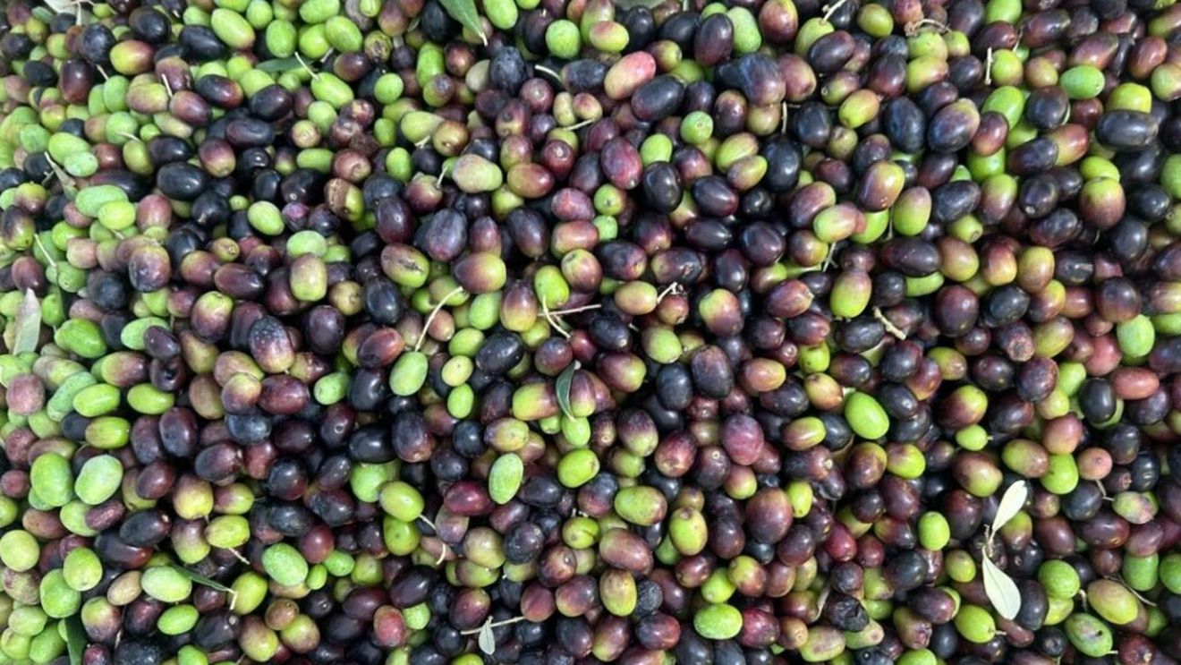 Tunisia, pe cale să devină al doilea producător mondial de ulei de măsline