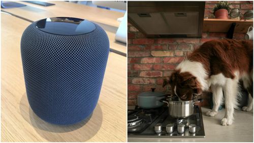 O boxă inteligentă Apple HomePod i-a permis unei familii să stingă incendiul din bucătărie provocat noaptea de câine
