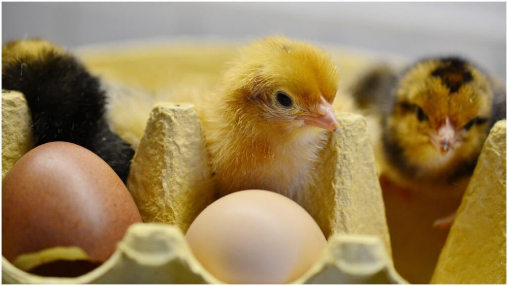 Un producător spune cum sunt obținuți „puii galbeni”: Se utilizează substanțe naturale, respectiv, bulion, praf de gălbenele sau betacaroten. Deci nu este toxic