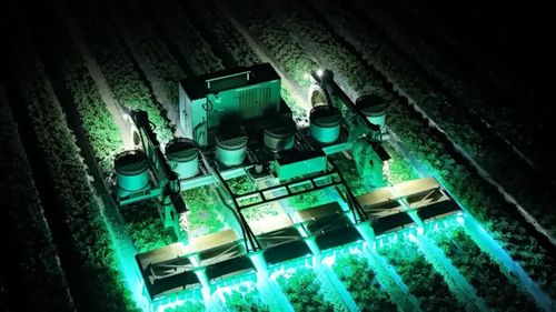 Compania TRIC Robotics implementează tehnologia luminii UV pentru a reduce utilizarea pesticidelor în cultivarea căpșunilor