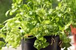 Cum să cultivi coriandru în casă și să ai frunze proaspete tot anul. Planta are nevoie de un singur lucru pentru a crește bine