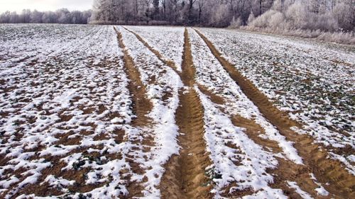 Culturile agricole din Rusia, cel mai mare exportator de grâu, afectate grav de diferențele mari de temperatură / Mai multe regiuni producătoare de cereale au declarat stare de urgență