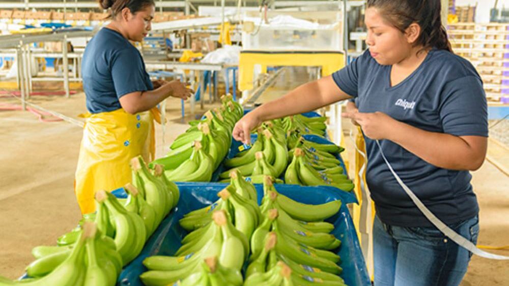Gigantul Chiquita din industria bananelor joacă dur concediind zilierii din Panama care au protestat prin grevă împotriva reformei sistemului de pensii