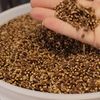 Grâul mov, cea mai nouă descoperire care face valuri în industria alimentară / A fost creat cu ajutorul unei linii genetice din România