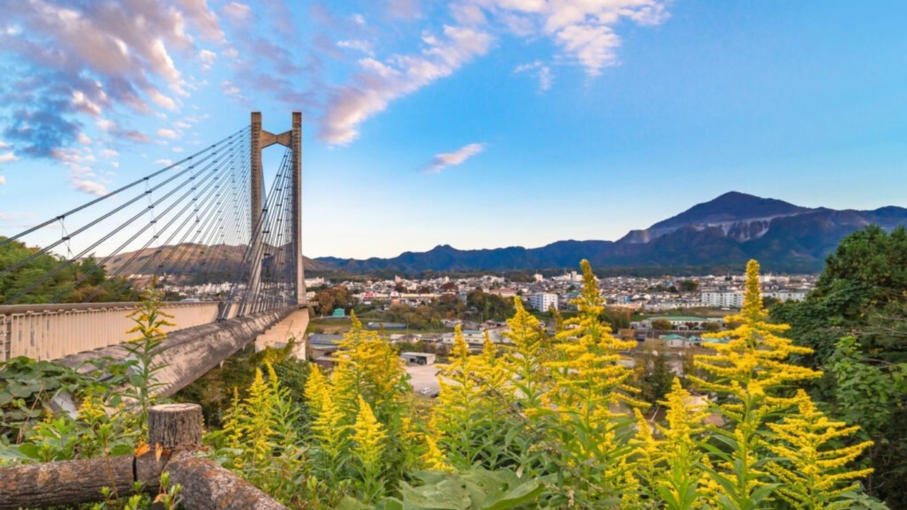 Amenzi de 51.000 de lei, aplicate proprietarilor care nu şi-au curăţat terenurile de ambrozie, în Sectorul 6 al Capitalei