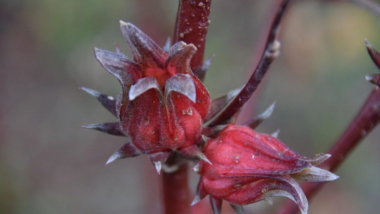 Ceaiul cu efecte pe care știința abia acum le descoperă dar pe care îl beau de secole populațiile care traversează deșertul sau trăiesc în apropierea lui