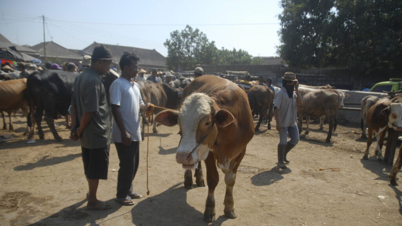 SUA a suspendat temporar importul de bovine din Mexic din cauza unui parazit „devorator de carne”