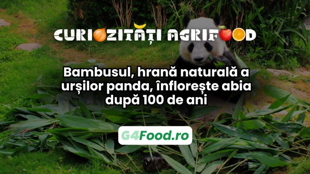 Curiozități agri-food 28 februarie: Bambusul, hrană naturală a urșilor panda, înflorește abia după 100 de ani