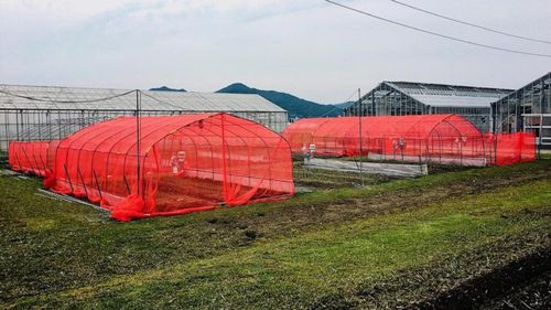 STUDIU: Folosirea de plase roșii în ferme reduce consumul de insecticide cu până la 50%