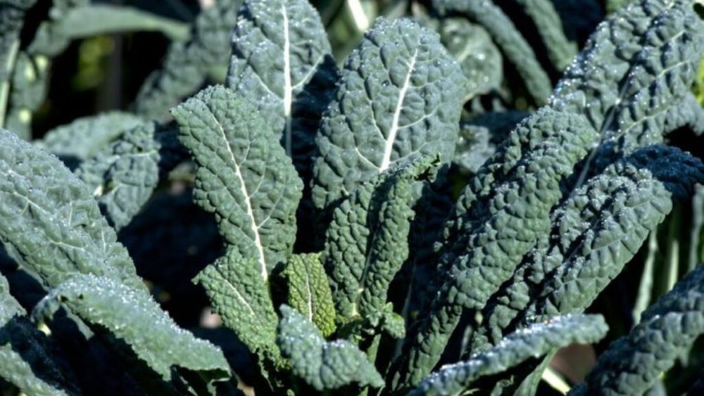 Ce este varza neagră, cum o poți prepara și de ce să o cauți și să o adaugi pe lista alimentelor de toamnă-iarnă. Este ceea ce anglosaxonii numesc kale dar are origini străvechi